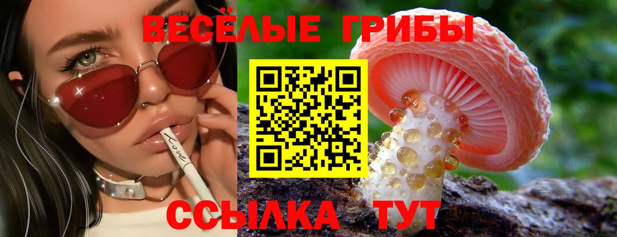 Псилоцибиновые грибы Psilocybe Гусиноозёрск